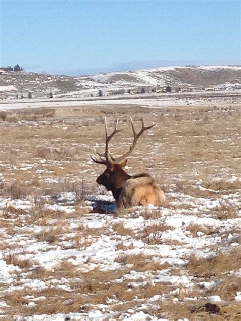 Elk Refuge in Jackson Hole, WY Jackson Hole, Elk, Photography, Animals, Moose, Photograph ...