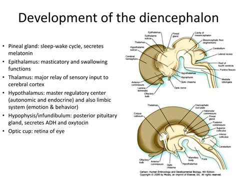 PPT - Development of the Nervous System PowerPoint Presentation, free ...