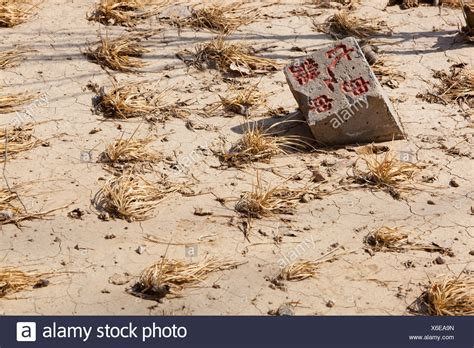 Crop Crops Dead Dry High Resolution Stock Photography and Images - Alamy