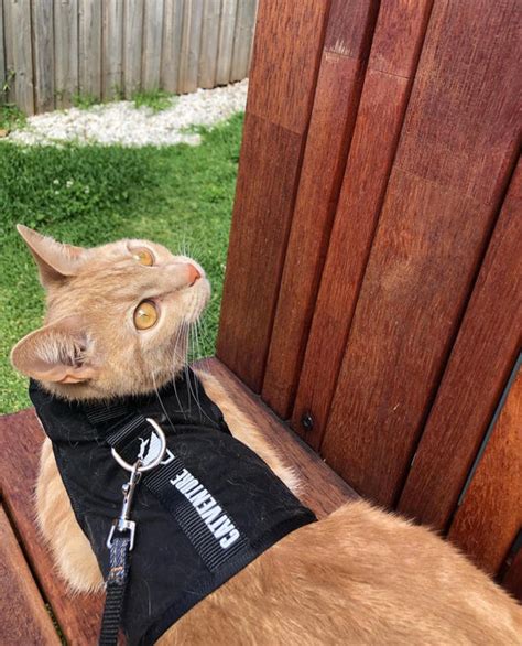 Cat Harness Training - Tips & Tricks