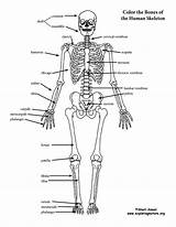 Skeleton Labeleled Coloring Page sketch template