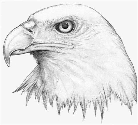 Pin on Art | Eagle sketch, Eagle drawing, Animal drawings sketches