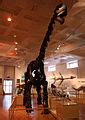 Category:Cetiosaurus fossils - Wikimedia Commons