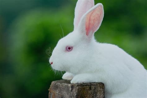 New Zealand Rabbit Baby, New Zealand Little Rabbit, Rabbit in Hand, Cute New Zealand Rabbit ...