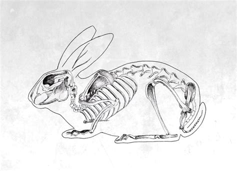 Rabbit skeleton. | Skeleton drawings, Animal skeletons, Animal drawings