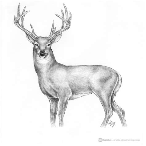 Deer Pencil Drawings at PaintingValley.com | Explore collection of Deer Pencil Drawings