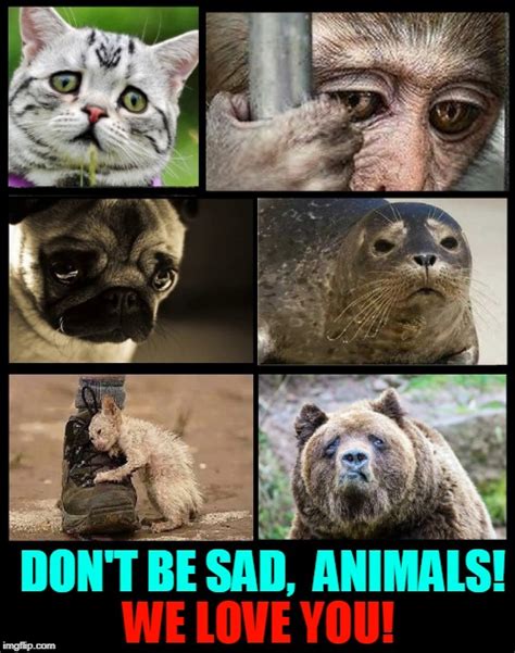 Aw.... Sad Animals - Imgflip