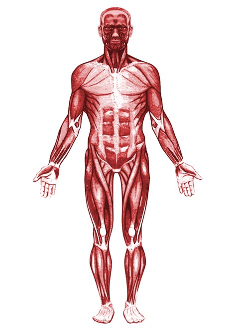 Musculoskeletal System Diagram | Quizlet