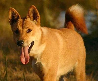 Wild Dingo Puppies