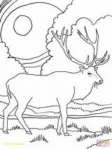 Bull Elk Coloring Pages At GetDrawings  Free Download sketch template