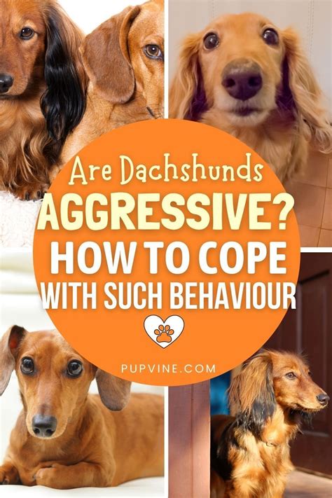 Are Dachshunds Aggressive? How to Handle Their Behavior