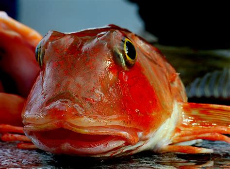 Mr Red Gurnard. - a photo on Flickriver