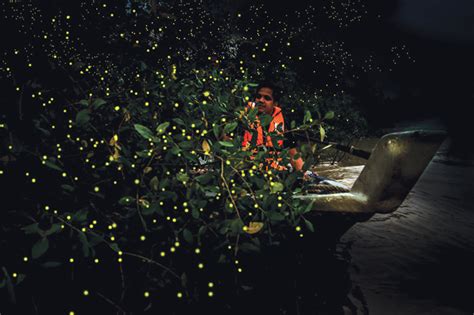 Local hero out to save firefly habitat