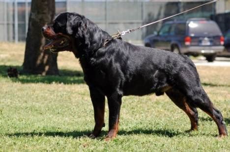 Rottweiler Exercise to Build Muscle | Our Fit Pets