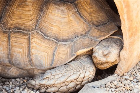 20 Russian Tortoise Hibernation Facts - Facts.net