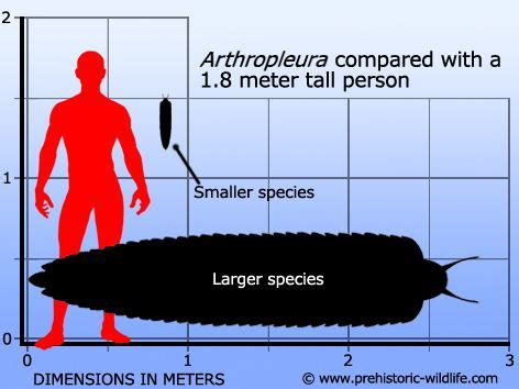 Arthropleura - Alchetron, The Free Social Encyclopedia