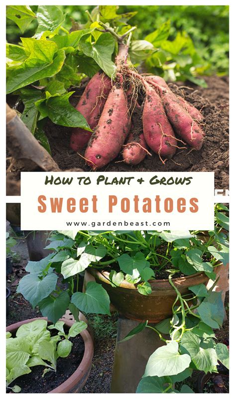 Discover the Secrets of Growing Sweet Potatoes at Home