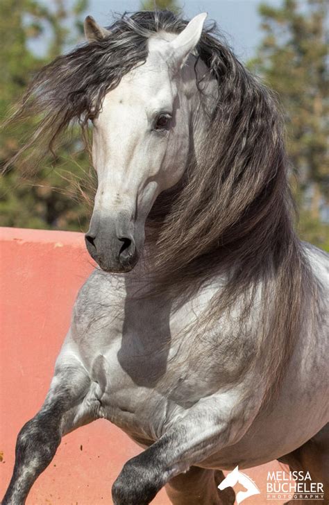 White Stallion by Melographie on DeviantArt