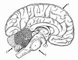 Explore The Anatomy Of Brain With Coloring sketch template