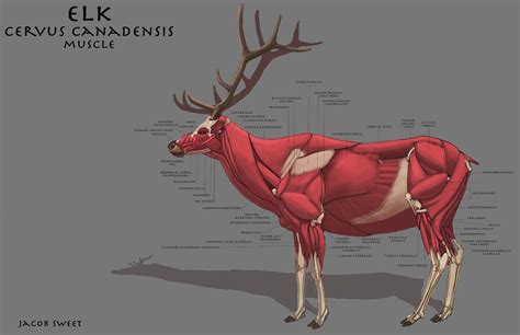 The art and doings of Jacob Sweet: Lost track of time...Part 02 Animal Anatomy, Reindeer, Moose ...