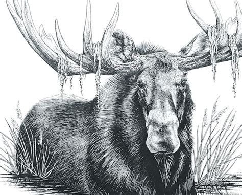 Small Canadian Moose Animal Art Print Pen Ink Wildlife - Etsy