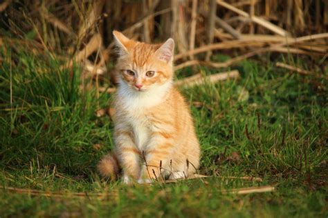 Free picture: cute, cat, animal, nature, eye, grass, portrait, fur ...