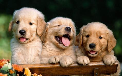 Cute Dog Wallpaper For Laptop : Cute Dog Backgrounds (52+ Images) | Bodenuwasusa