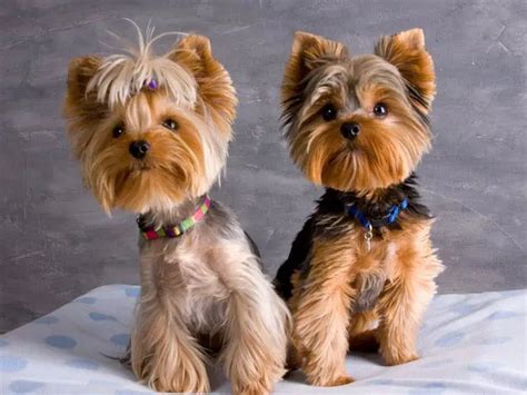 Yorkie Haircuts Pictures - Coolest Yorkshire Terrier Haircuts