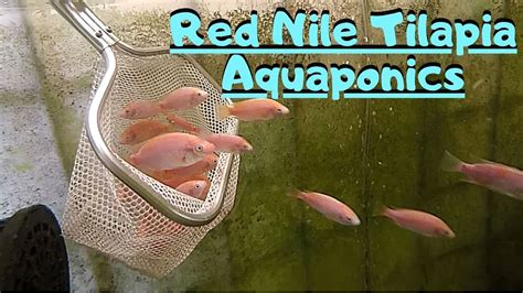 Adding Red Nile Tilapia to my aquaponic system (Tilapia in aquaponics) - YouTube