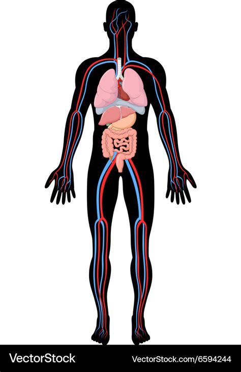 Cartoon Human Body - Male and female internal organs, humans physiology chart vector ...