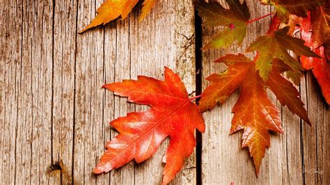 🔥 Free download Rustic Fall Wallpapers Top Free Rustic Fall Backgrounds [1920x1080] for your ...