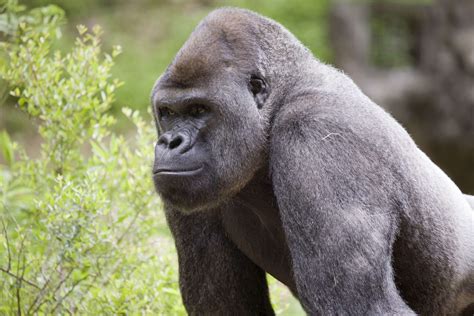 Pioneering research in gorilla behavior - Zoo Atlanta