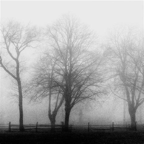 Shades Of Morning Fog Photograph by Harold Silverman - Trees & Old Fences