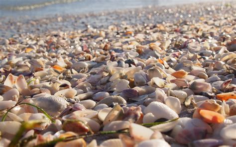 Shell beach | Sanibel Island is widely known as one of the w… | Flickr