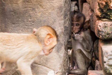 Thailand Lopburi Monkey at Lopburi Thaialnd Stock Photo - Image of buddhism, face: 258761066