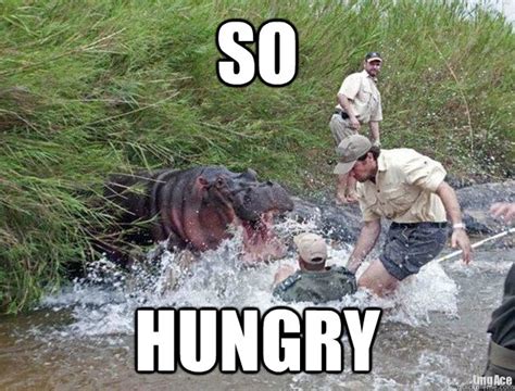 Hungry Hippo memes | quickmeme