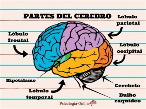 PARTES del CEREBRO y sus Funciones - ¡con fotos! | Anatomia del cerebro humano, Partes del ...