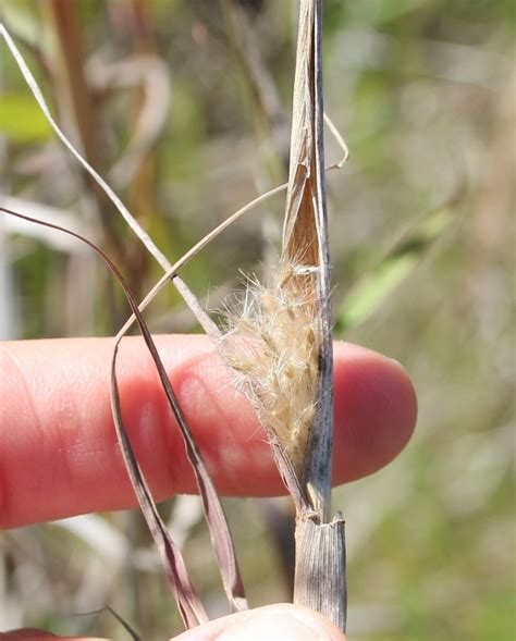 Cane Bluestem from San Diego, CA, USA on April 8, 2018 at 12:45 PM by Millie Basden · iNaturalist