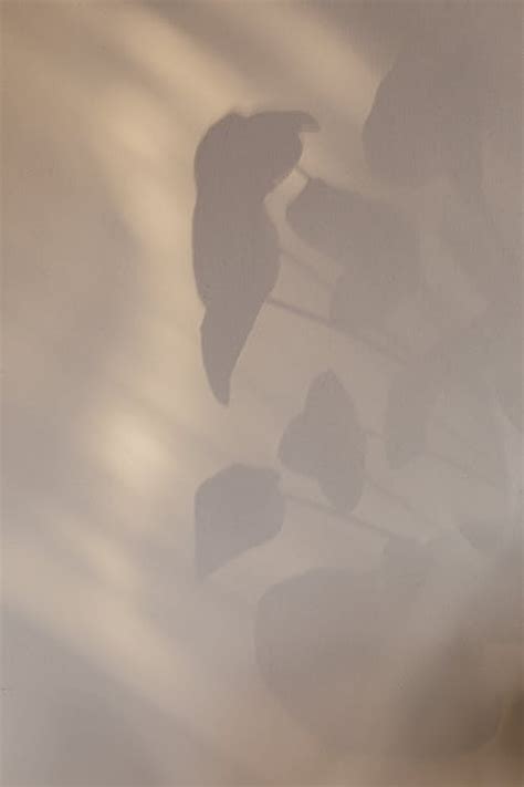 Shadow of home plant on wall · Free Stock Photo