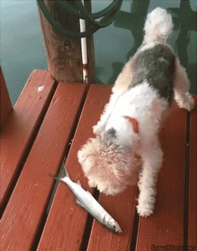 Scared Dog GIF - Find & Share on GIPHY