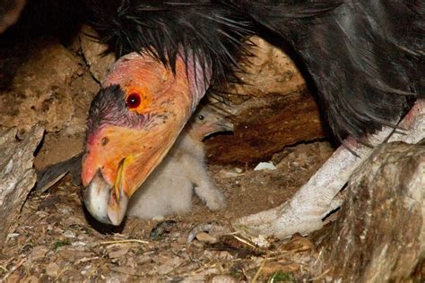 California Condor Facts - Pinnacles National Park (U.S. National Park ...