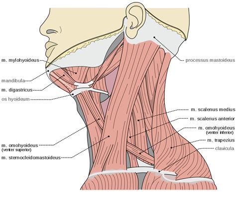 Psoas, Forward Head Posture and Scalene Muscles