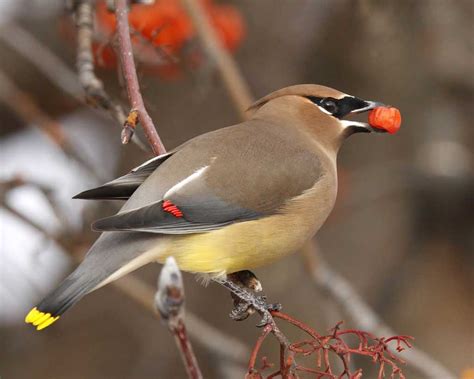 Plant Berry Producers Now to Feed Birds in Fall - myMotherLode.com