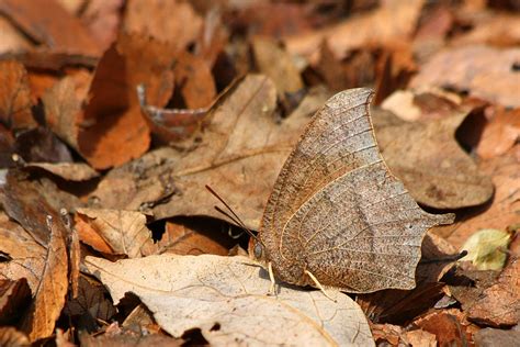 Nature's Camouflage | A butterfly blends in with the leaves … | Flickr