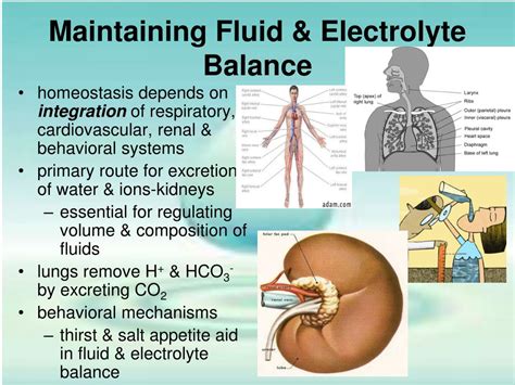 PPT - Fluid & Electrolyte Balance PowerPoint Presentation, free ...