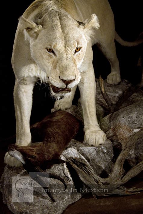 white-lioness | Wild Images In Motion