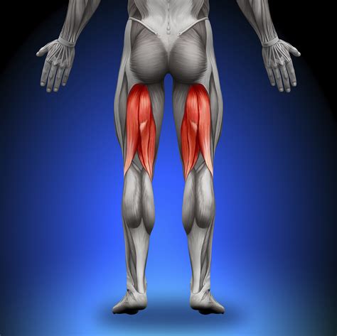 Hamstring Anatomy - The Orthopaedic Therapy Clinic