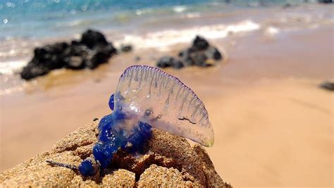 Blue Bottle Jellyfish Photograph by Marlene Belschner