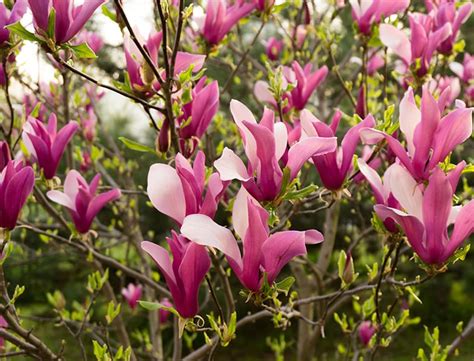 Magnolia LiLiiflora Guide: How to Grow & Care for "Lily Magnolia"