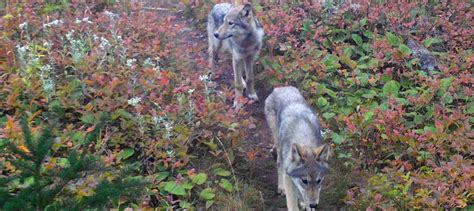 Gray wolves settle into Isle Royale - The Wildlife Society